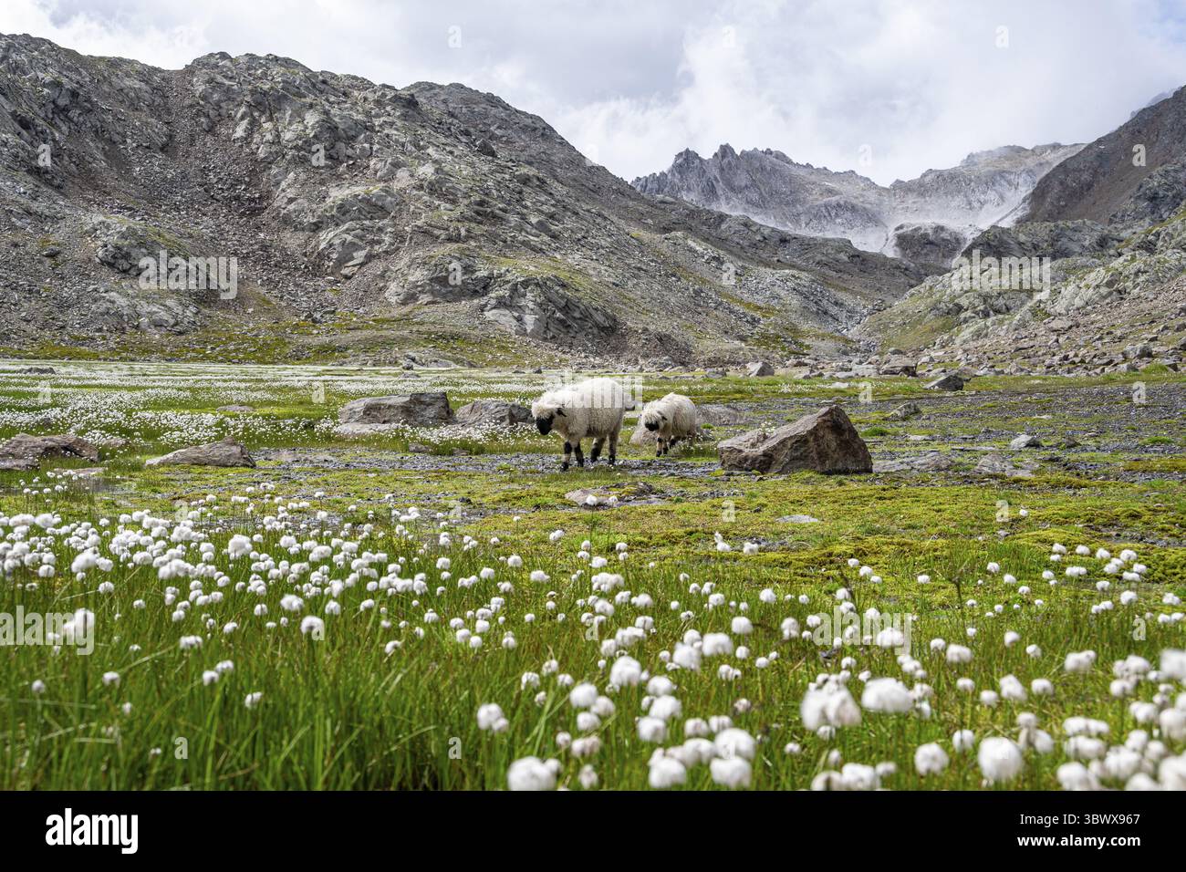 Deux moutons valaisans à nez noir (Ovis gmelini aries), dans une prairie à fleurs d'herbe de coton blanche, haute vallée de montagne alpine, Obere Senner Egete, Stubai Banque D'Images
