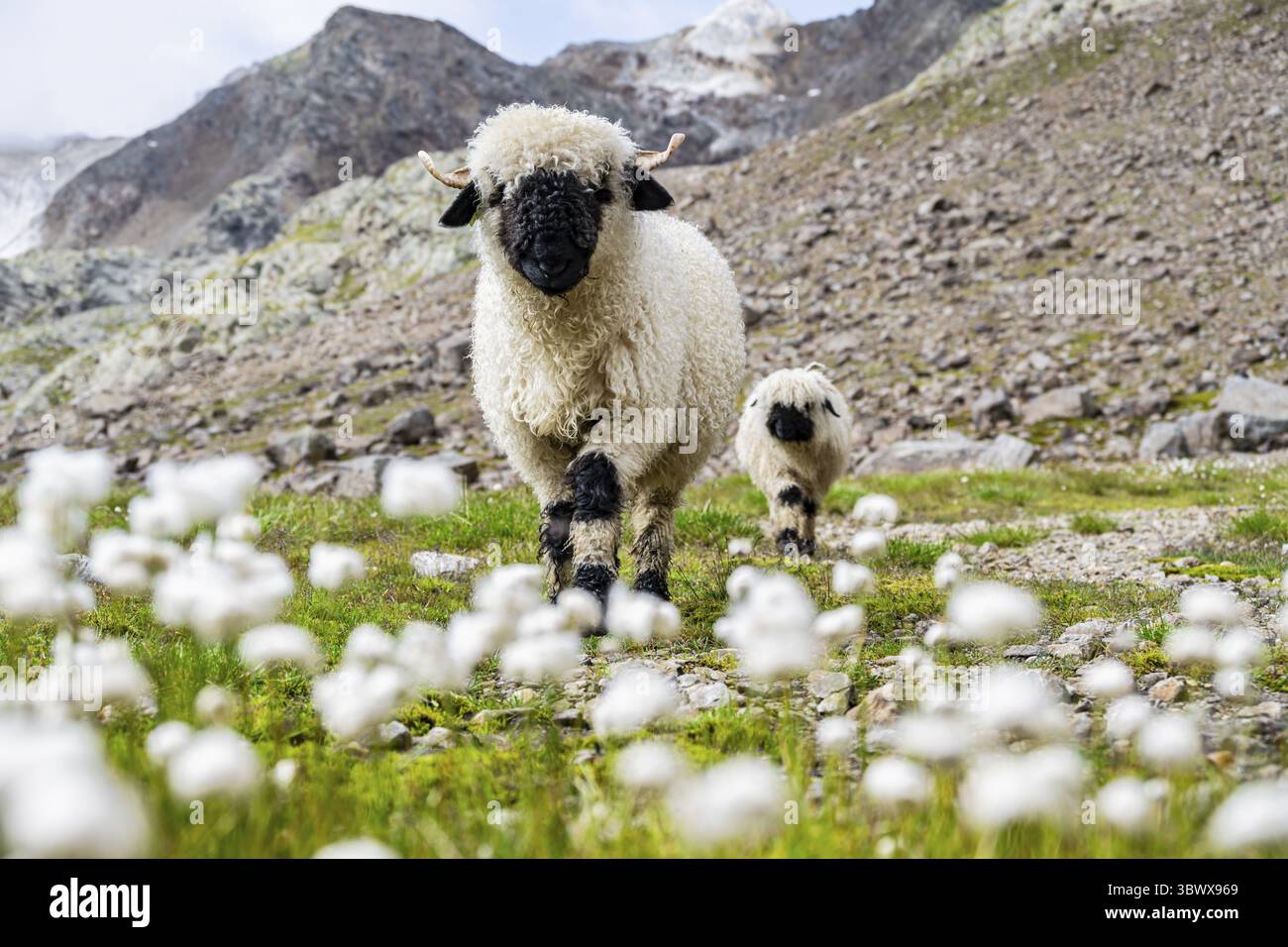Deux moutons valaisans à nez noir (Ovis gmelini aries), dans une prairie à fleurs d'herbe de coton blanche, haute vallée de montagne alpine, Obere Senner Egete, Stubai Banque D'Images