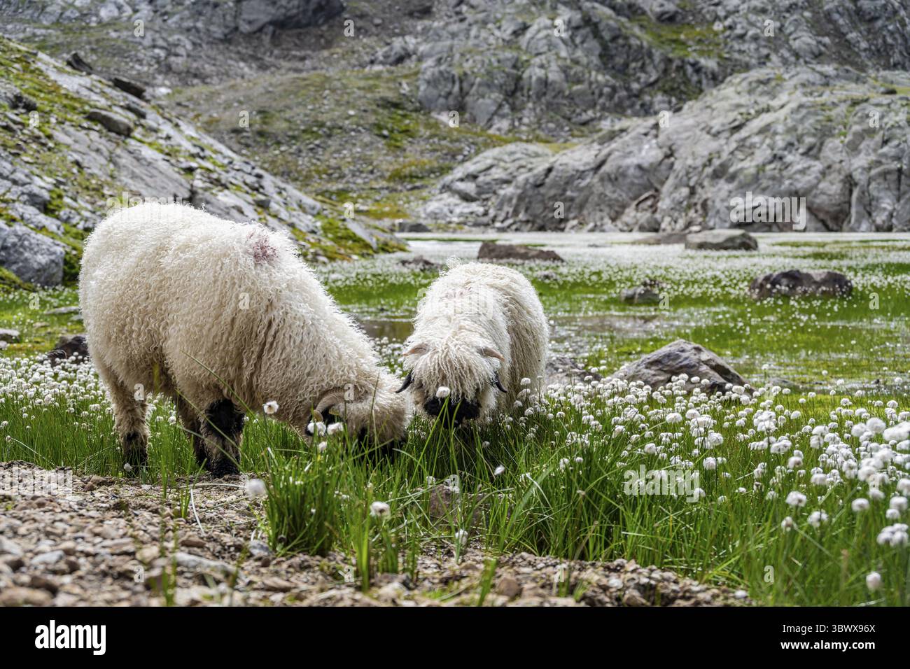 Deux moutons valaisans à nez noir (Ovis gmelini aries), dans une prairie à fleurs d'herbe de coton blanche, haute vallée de montagne alpine, Obere Senner Egete, Stubai Banque D'Images