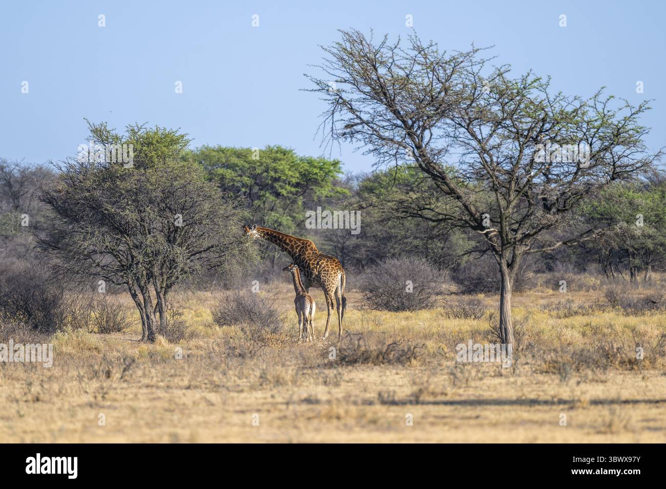 Girafe du Cap (Giraffa giraffa giraffa), mère et jeune, Khama Rhino Sanctuary, Serowe, Botswana Banque D'Images