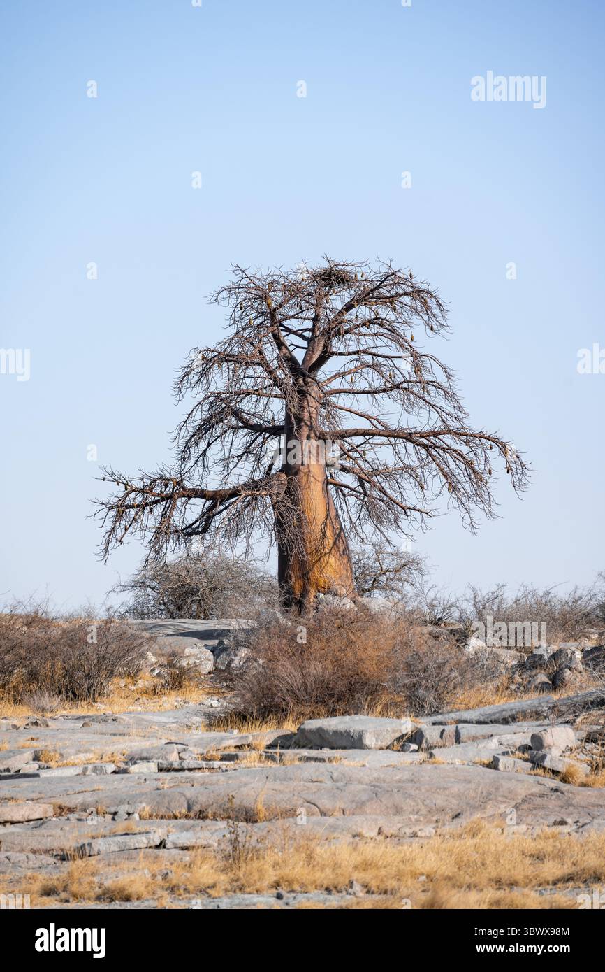 Baobab africain (Adansonia digitata), paysage aride, île de Kubu (Lekubu), Sowa Pan, marais salants de Makgadikgadi, Botswana Banque D'Images