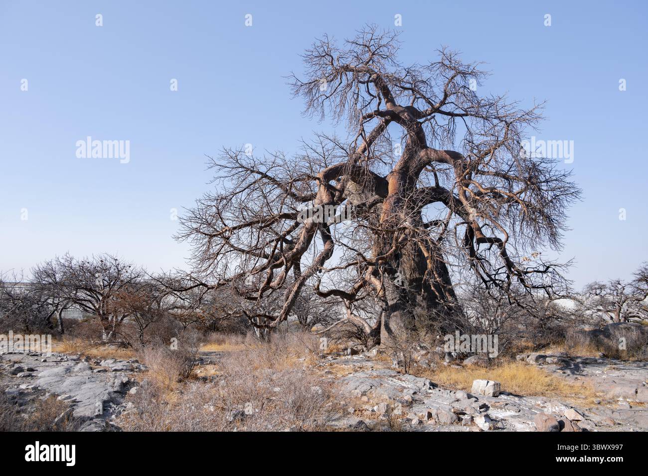 Baobab africain (Adansonia digitata), paysage aride, île de Kubu (Lekubu), Sowa Pan, marais salants de Makgadikgadi, Botswana Banque D'Images