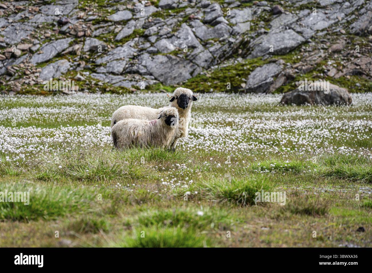 Deux moutons valaisans à nez noir (Ovis gmelini aries), dans une prairie à fleurs d'herbe de coton blanche, haute vallée de montagne alpine, Obere Senner Egete, Stubai Banque D'Images