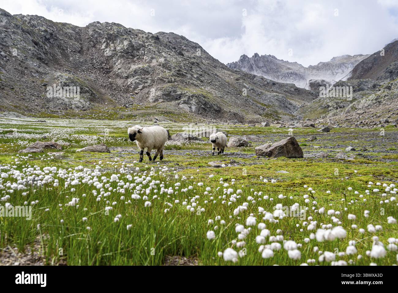 Deux moutons valaisans à nez noir (Ovis gmelini aries), dans une prairie à fleurs d'herbe de coton blanche, haute vallée de montagne alpine, Obere Senner Egete, Stubai Banque D'Images