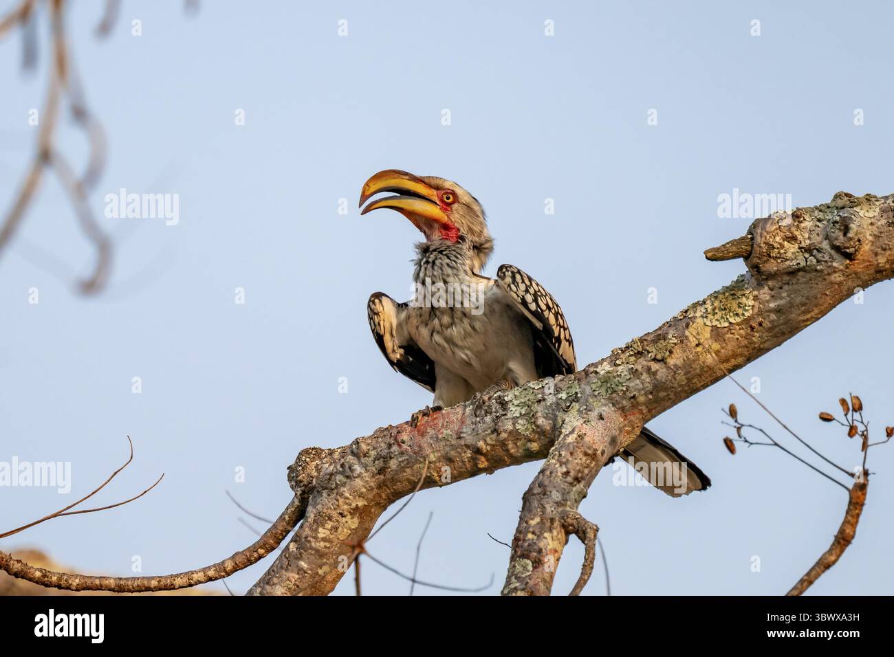 Cornbill à anneaux rouges (Tockus leucomelas) assis sur une branche contre un ciel bleu, dans la lumière du soir, parc national Kruger, Afrique du Sud Banque D'Images