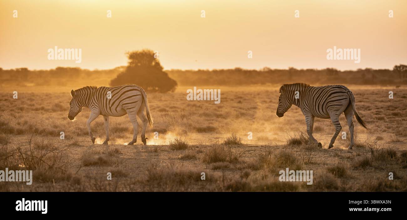 Zèbre steppique (Equus quagga), dans la savane sèche, à la lumière du soir, Parc National Kruger, Afrique du Sud Banque D'Images