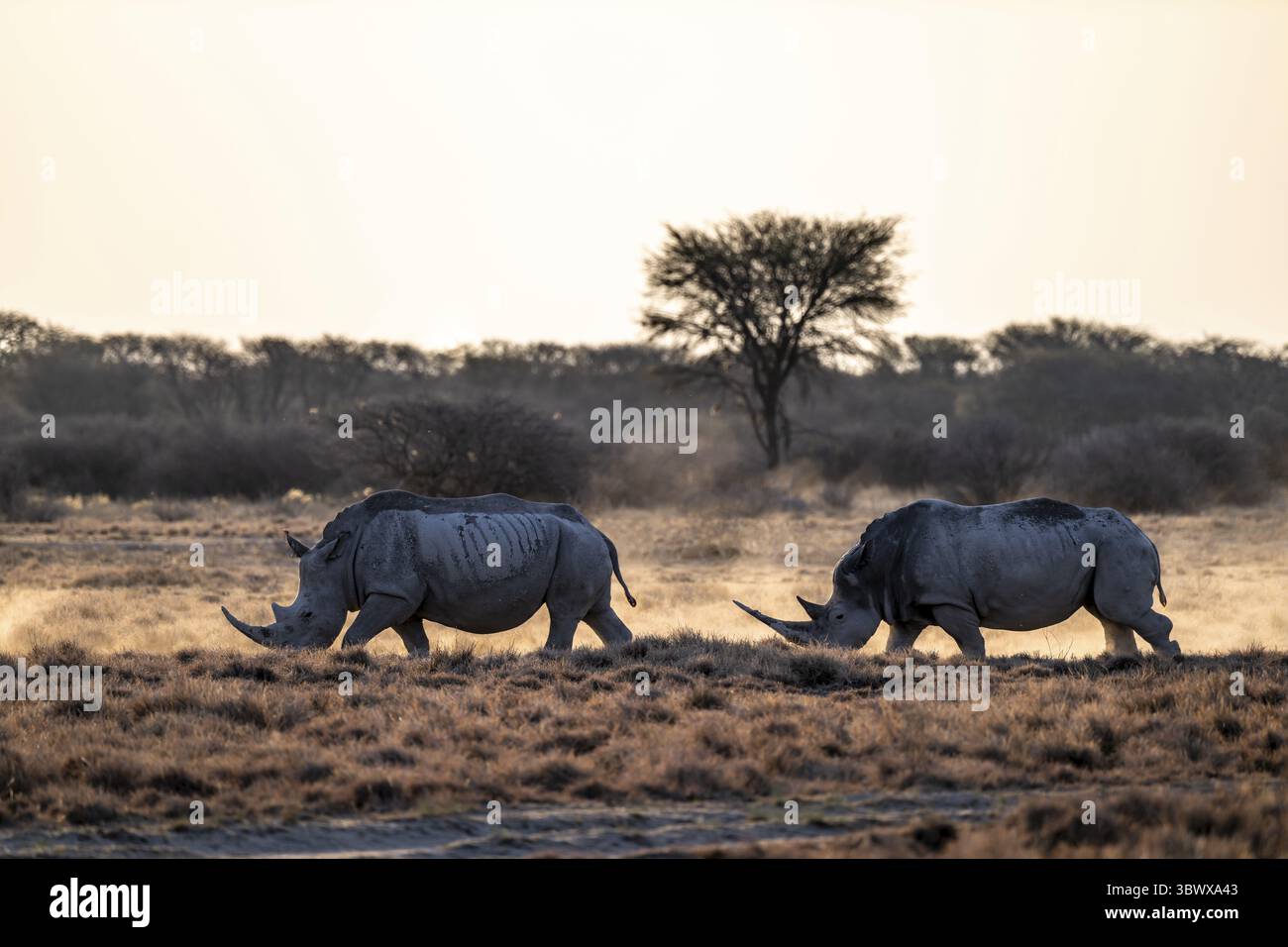 Deux animaux, le rhinocéros blanc du Sud (Ceratotherium simum simum), sanctuaire des rhinocéros Khama, Serowe, Botswana Banque D'Images