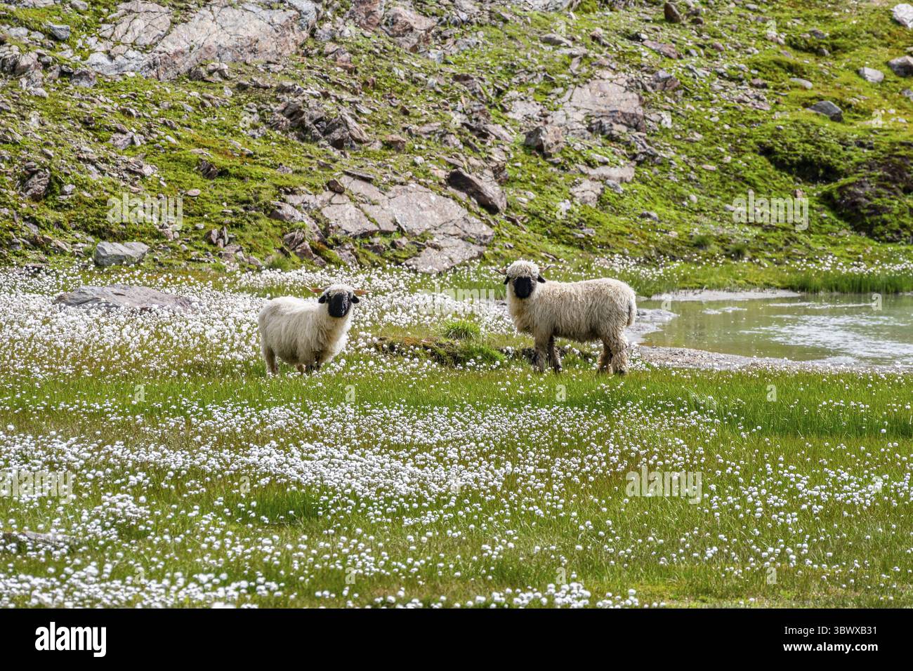 Deux moutons valaisans à nez noir (Ovis gmelini aries), dans une prairie à fleurs d'herbe de coton blanche, haute vallée de montagne alpine, Obere Senner Egete, Stubai Banque D'Images