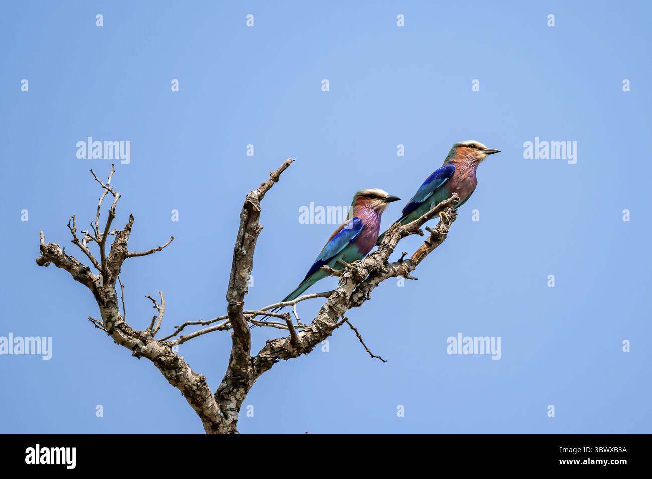 Rouleau fourchu (Coracias caudatus), deux oiseaux sur une branche devant un ciel bleu, parc national Kruger, Afrique du Sud Banque D'Images