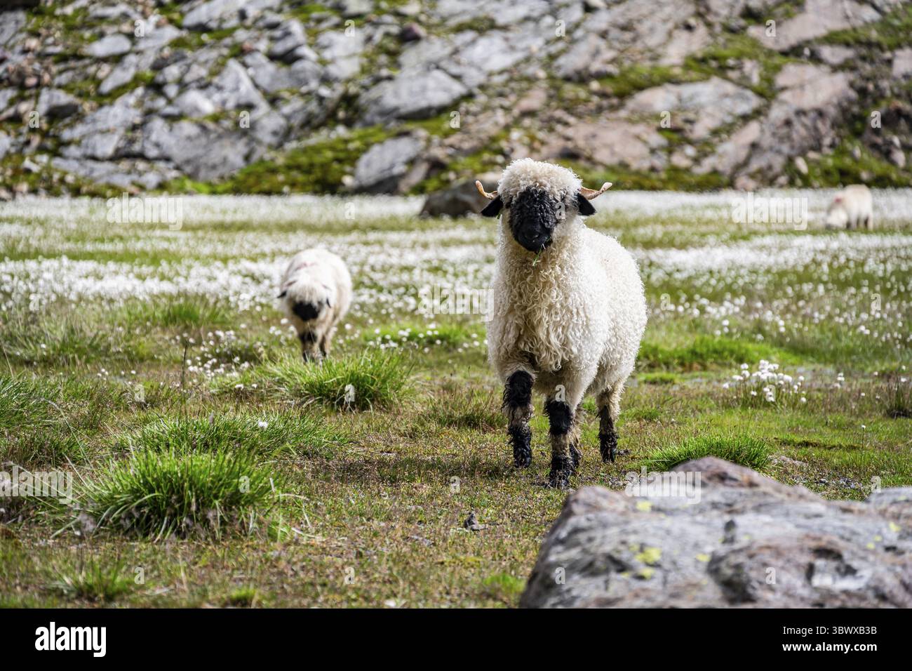 Deux moutons valaisans à nez noir (Ovis gmelini aries), dans une prairie à fleurs d'herbe de coton blanche, haute vallée de montagne alpine, Obere Senner Egete, Stubai Banque D'Images