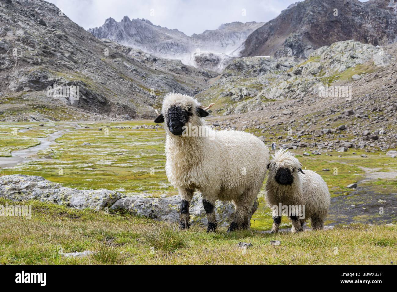 Deux moutons valaisans à nez noir (Ovis gmelini aries), haute vallée de montagne alpine, Obere Senner Egete, Alpes de Stubai, près de Ridnaun, Tyrol du Sud, Italie Banque D'Images