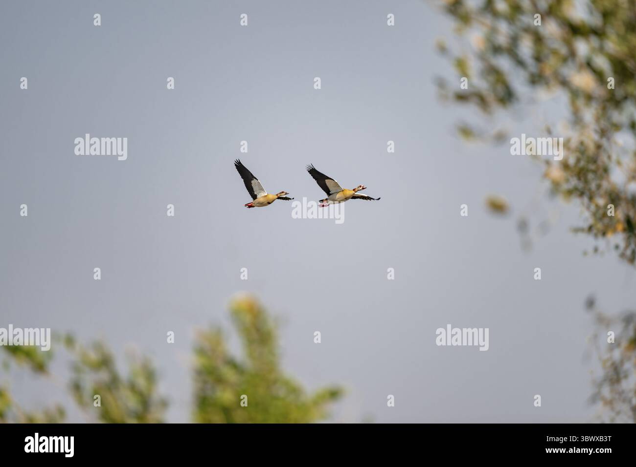 Deux oies du Nil en vol, parc national Kruger, Afrique du Sud Banque D'Images