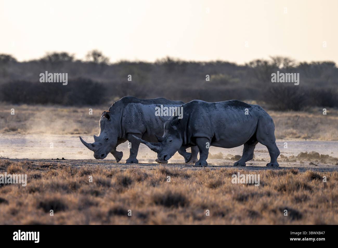 Deux animaux, le rhinocéros blanc du Sud (Ceratotherium simum simum), sanctuaire des rhinocéros Khama, Serowe, Botswana Banque D'Images
