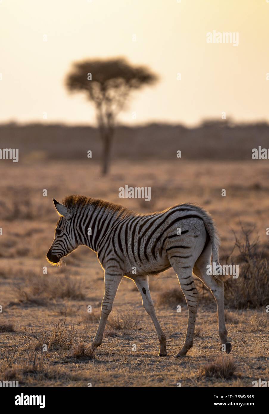 Zèbre des plaines (Equus quagga), jeune animal, dans la savane sèche, à la lumière du soir, parc national Kruger, Afrique du Sud Banque D'Images