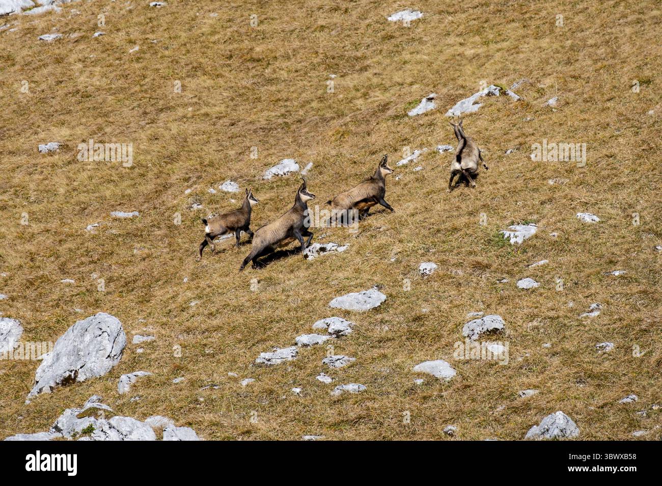 Chamois (Rupicapra rupicapra) en automne dans les montagnes, Gamsjoch, Tyrol, Autriche Banque D'Images