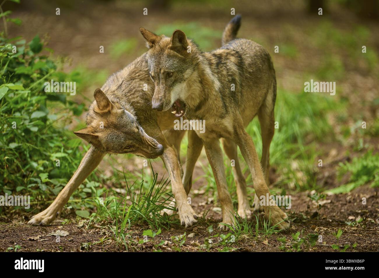Deux loups dans la forêt interagissant l'un avec l'autre dans un espace confiné, loup (Canis lupus), Allemagne Banque D'Images