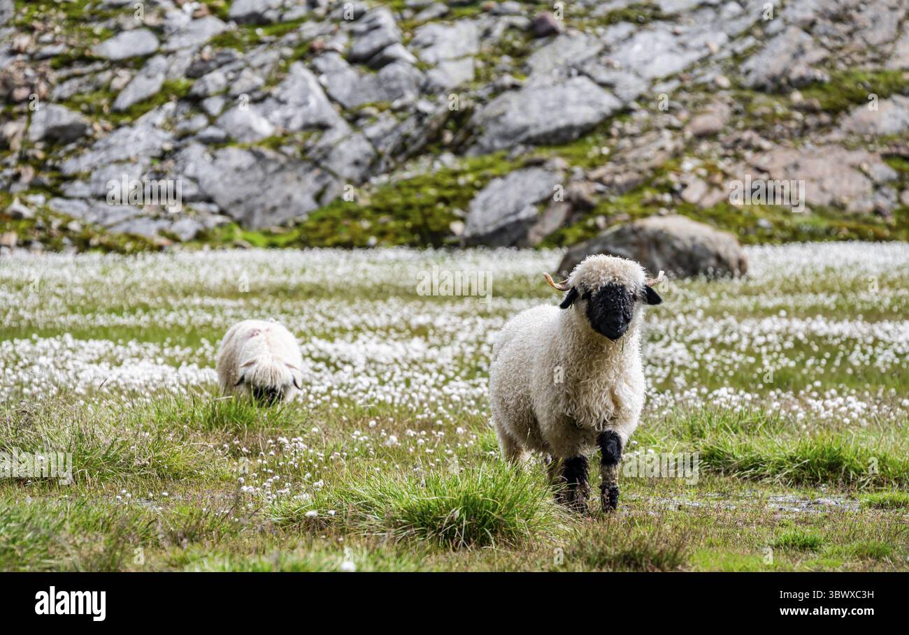 Deux moutons valaisans à nez noir (Ovis gmelini aries), dans une prairie à fleurs d'herbe de coton blanche, haute vallée de montagne alpine, Obere Senner Egete, Stubai Banque D'Images