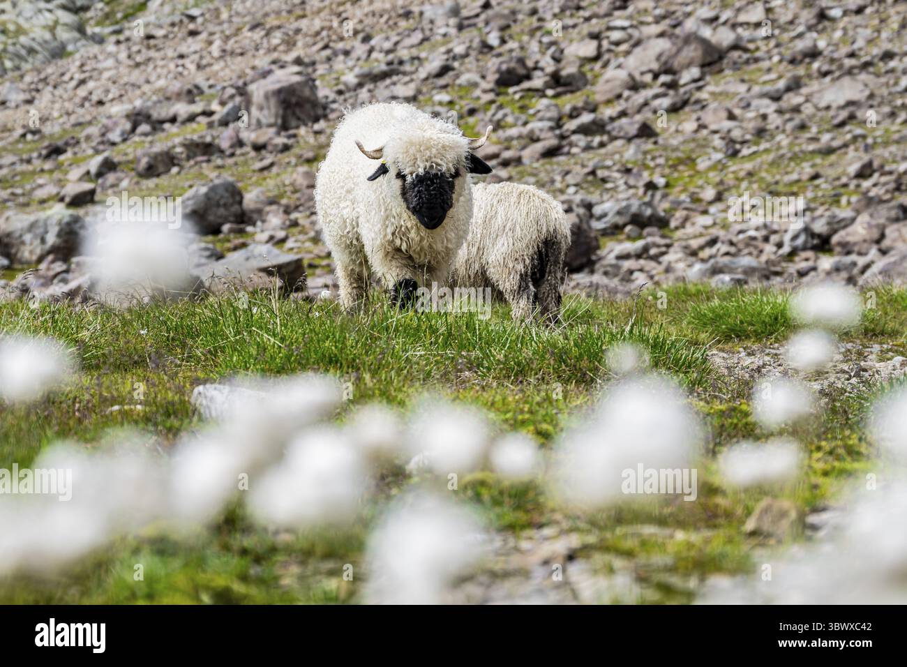 Deux moutons valaisans à nez noir (Ovis gmelini aries), dans une prairie à fleurs d'herbe de coton blanche, haute vallée de montagne alpine, Obere Senner Egete, Stubai Banque D'Images