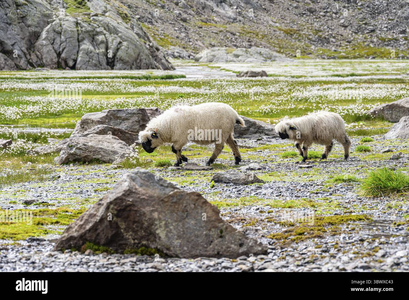 Deux moutons valaisans à nez noir (Ovis gmelini aries), dans une prairie à fleurs d'herbe de coton blanche, haute vallée de montagne alpine, Obere Senner Egete, Stubai Banque D'Images