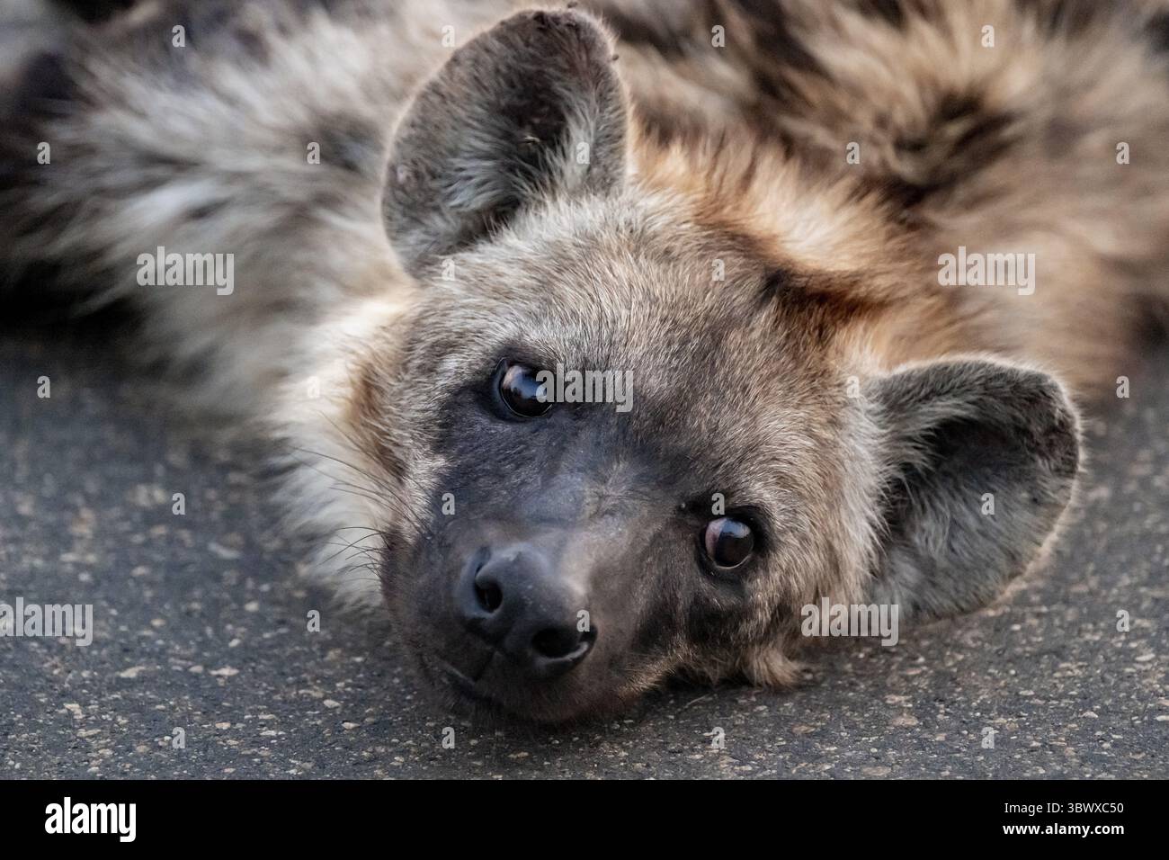 Drôle, Hyena a l'air belle et se trouve fatiguée sur une route, Parc National Kruger, Afrique du Sud Banque D'Images