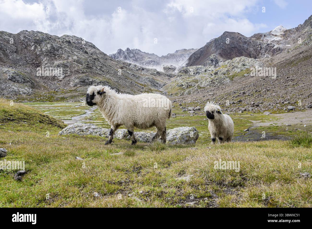Deux moutons valaisans à nez noir (Ovis gmelini aries), haute vallée de montagne alpine, Obere Senner Egete, Alpes de Stubai, près de Ridnaun, Tyrol du Sud, Italie Banque D'Images