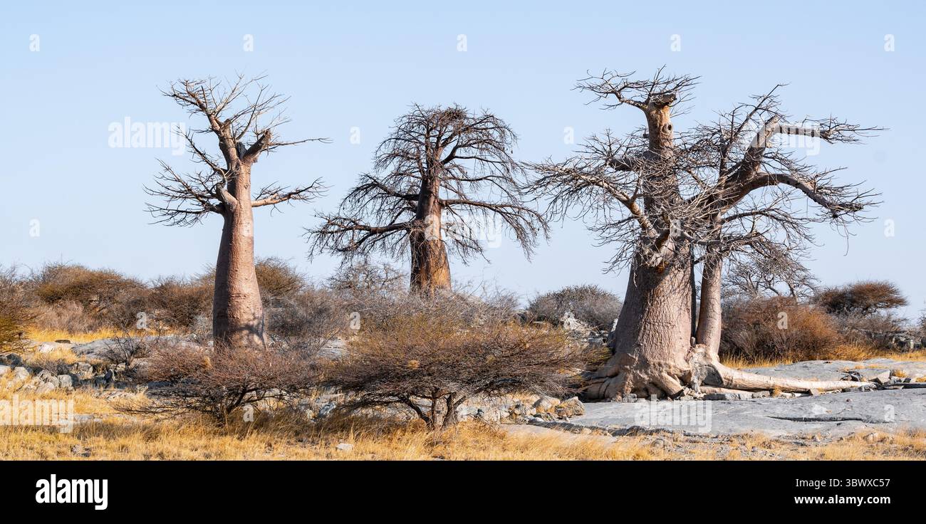 Baobab africain (Adansonia digitata), paysage aride, île de Kubu (Lekubu), Sowa Pan, marais salants de Makgadikgadi, Botswana Banque D'Images