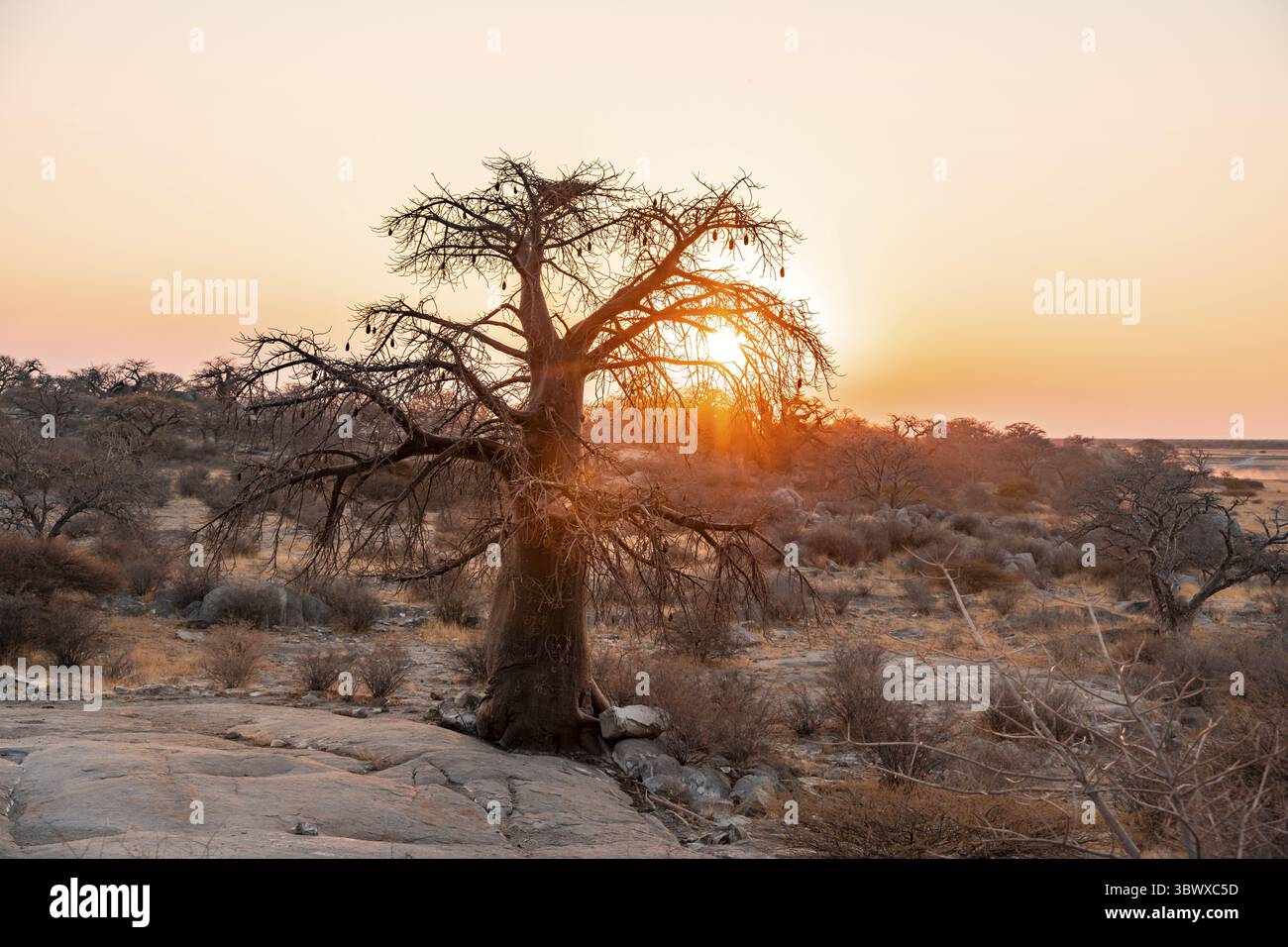 Coucher de soleil, baobab africain ou baobab (Adansonia digitata), paysage sec, île de Kubu (Lekubu), Sowa Pan, marais salants Makgadikgadi, Botswana Banque D'Images