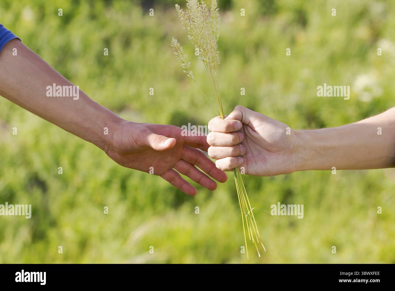 Deux personnes se tiennent la main et l'une d'elles tient une fleur. La fleur est au milieu des deux mains et c'est une belle couleur vibrante. Banque D'Images
