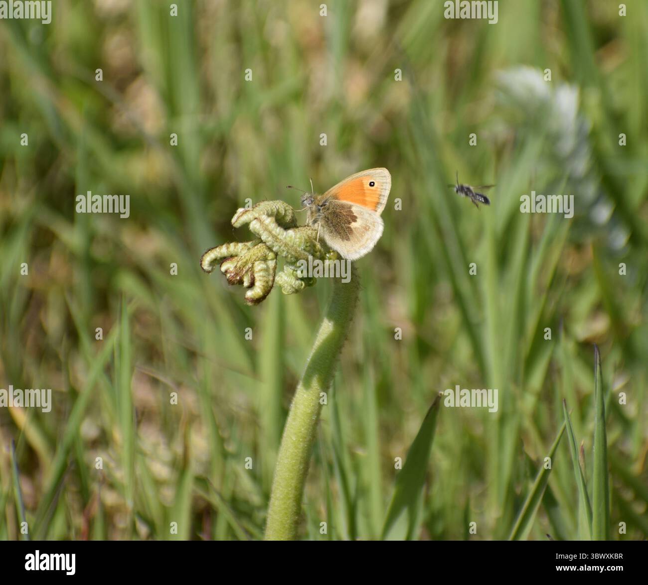 Petite Heath papillon et mouche - Cornwall, Royaume-Uni Banque D'Images