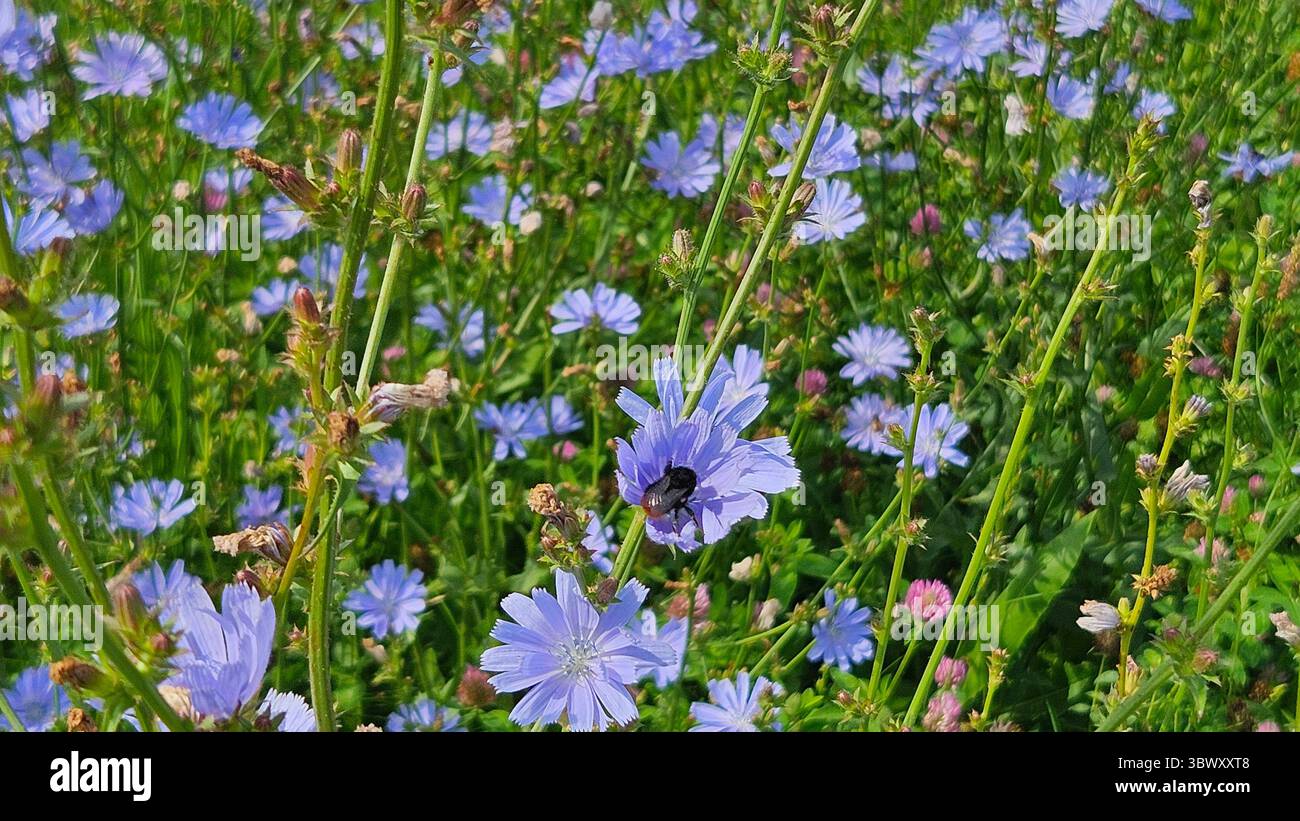 Bee sur Purple Wildflower in Bloom - Image de stock capturée avec un smartphone