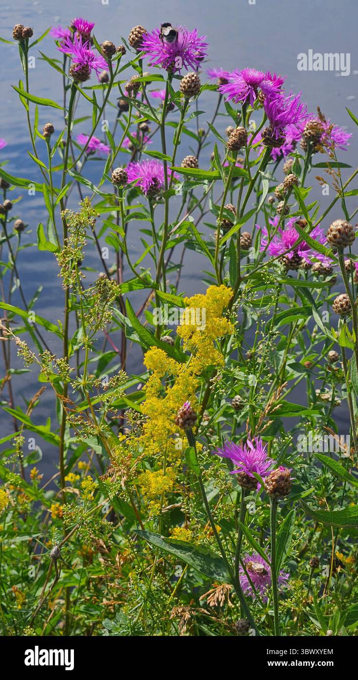 une variété de fleurs sauvages en pleine floraison poussant le long de la rive d'une rivière calme Banque D'Images