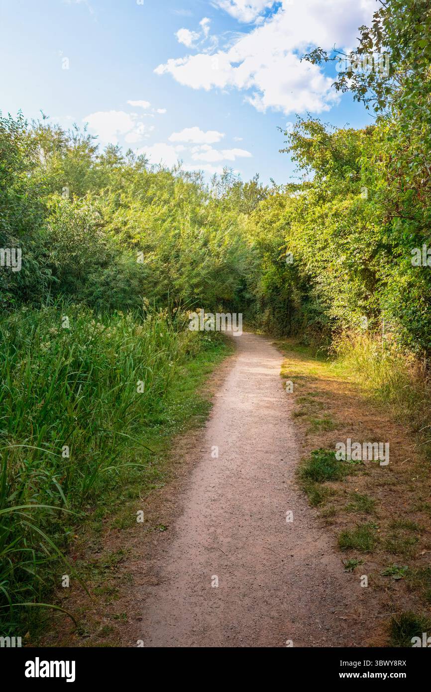 Scènes forestières de Bedworth Sloughs, Warwickshire, juillet 2024. Banque D'Images