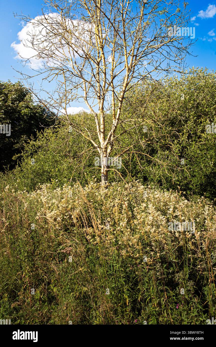 Scènes forestières de Bedworth Sloughs, Warwickshire, juillet 2024. Banque D'Images