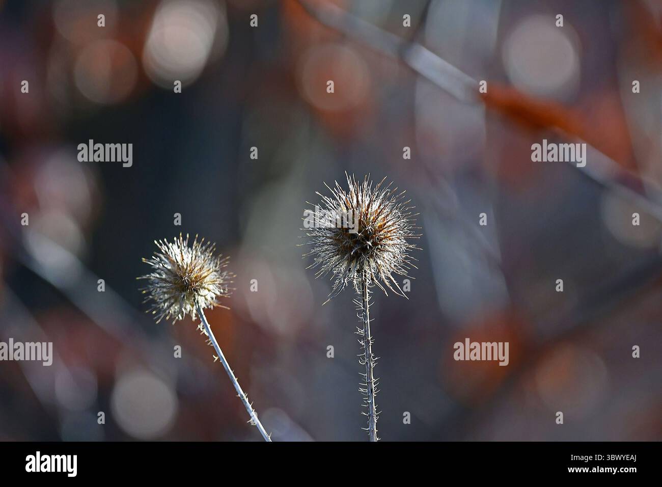 Gros plan de deux têtes de graines de bardane sèches dans la lumière de l'hiver. La texture pointue des plantes épines contraste avec un fond bokeh doux dans des tons terreux, Banque D'Images