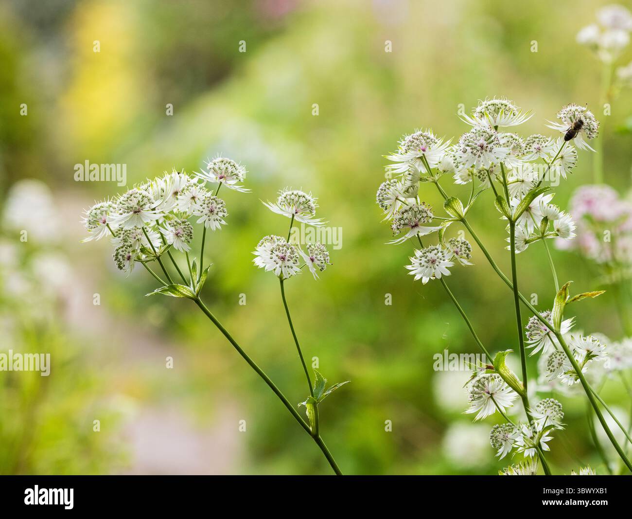 Délicates fleurs d'été vertes et blanches de la masterwort vivace robuste, Astrantia Major Banque D'Images