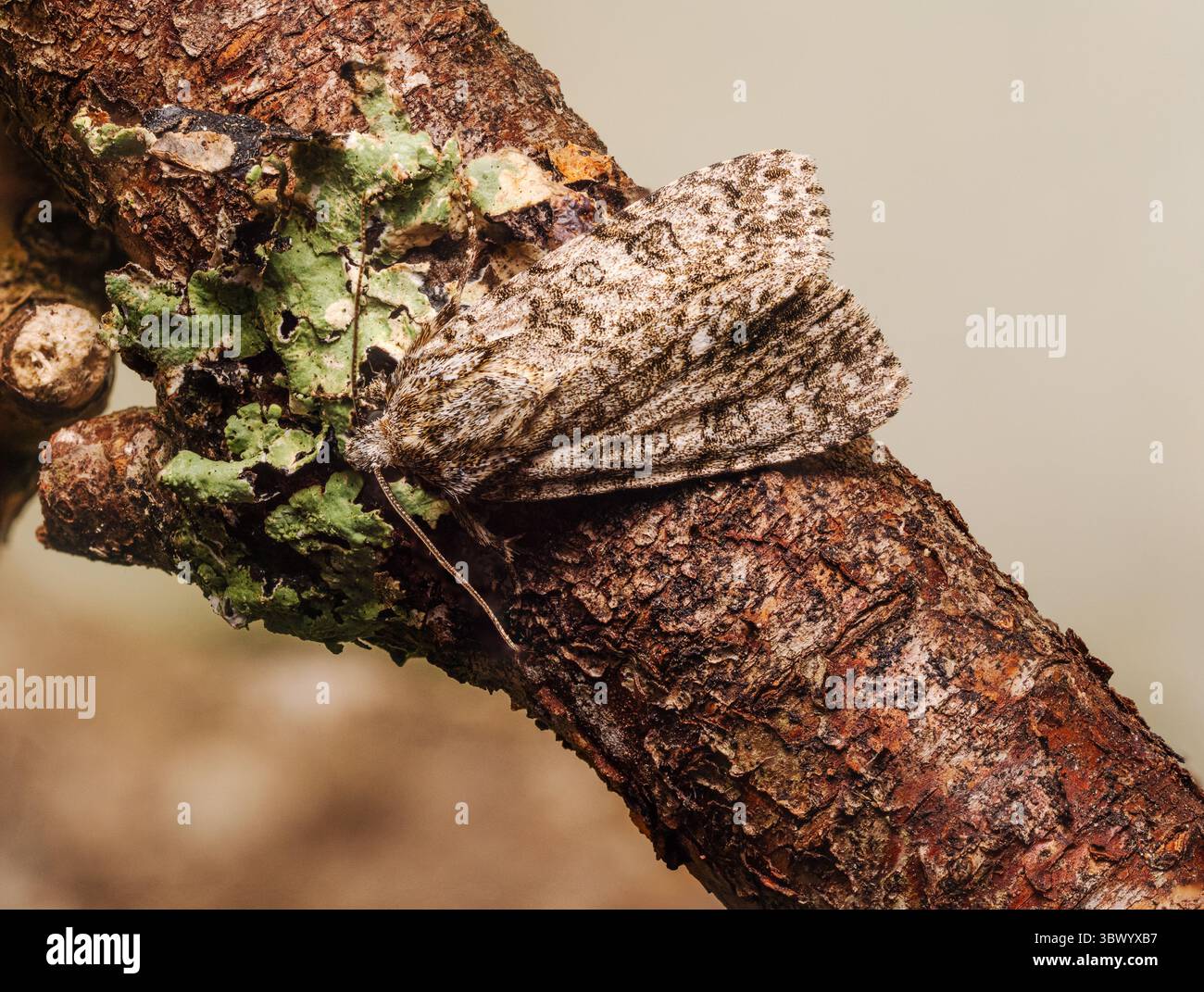 Adulte UK Knot Grass Moth, Acronicta rumicis, sur une branche dans un jardin de Plymouth Banque D'Images