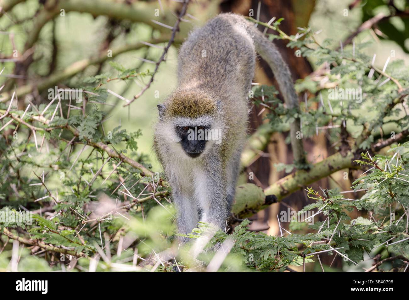 Un singe vervet se tient sur les branches d'acacia au lac Manyara, regardant vers l'avant avec un masque noir, une frange pâle et des membres minces Banque D'Images