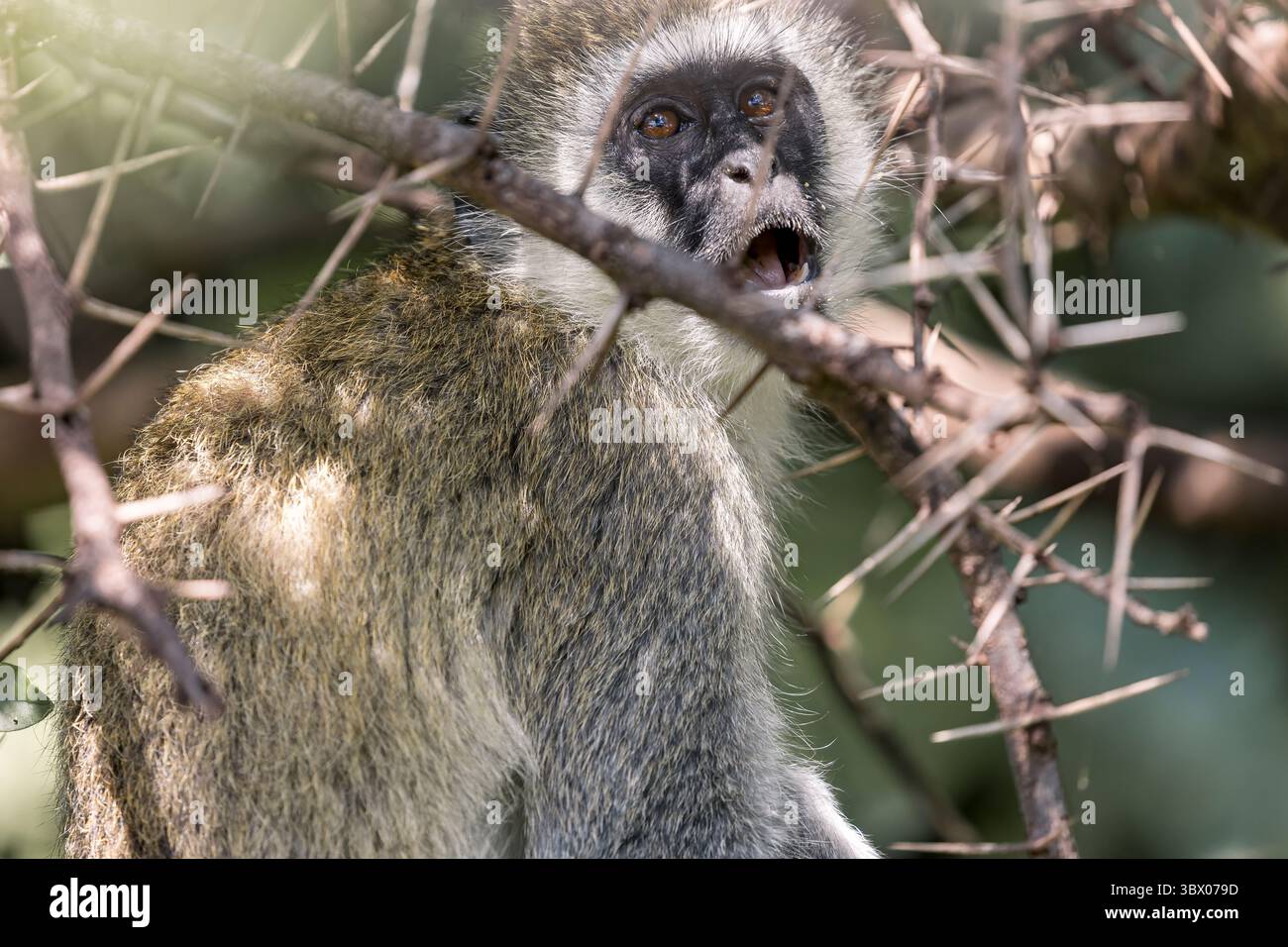Un singe à vervet alerte observe à travers les branches croisées du lac Manyara, la bouche légèrement ouverte et les moustaches allumées contre le feuillage mou. Banque D'Images