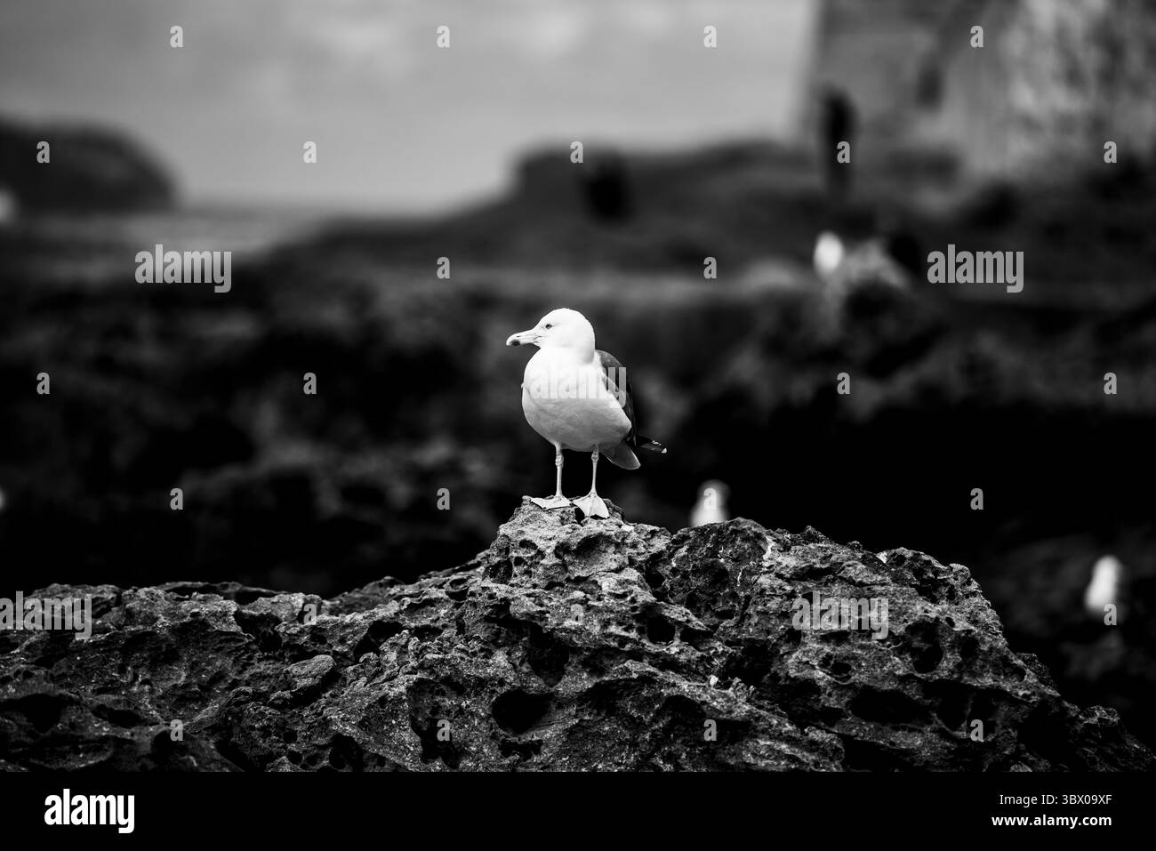 Gros plan d'une mouette sur un rocher gris avec un fond noir flou à Essaouira, Maroc Banque D'Images