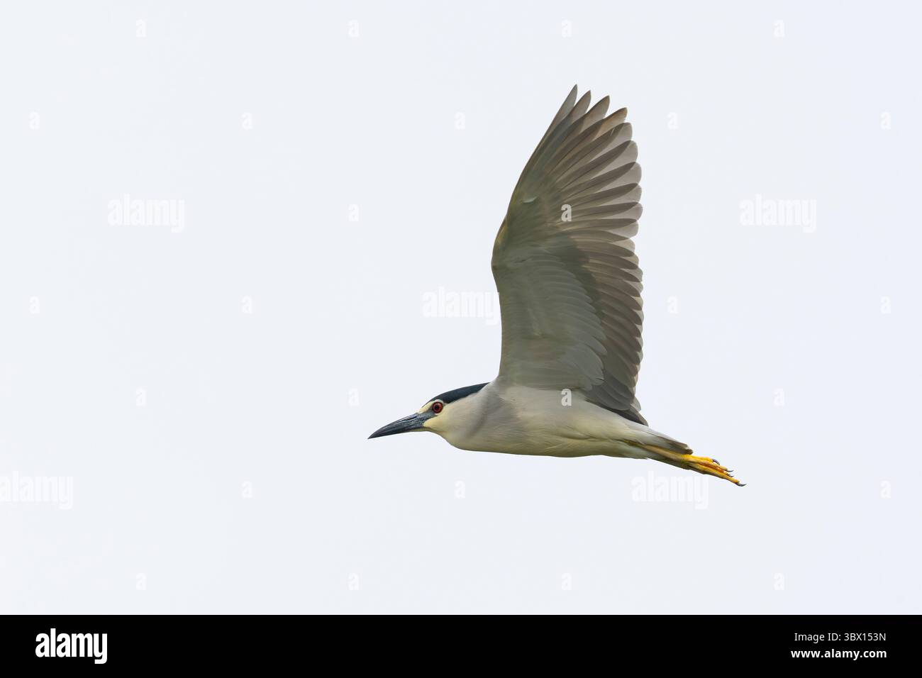 Héron de nuit adulte à couronne noire (nycticorax nycticorax) en vol, trouvé dans le parc national de Hortobagy en Hongrie Banque D'Images