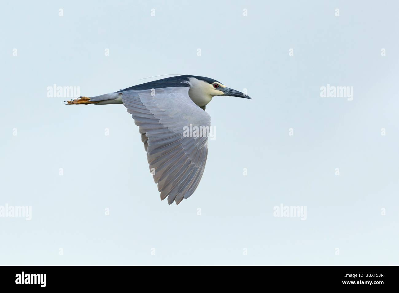 Héron de nuit adulte à couronne noire (nycticorax nycticorax) en vol, trouvé dans le parc national de Hortobagy en Hongrie Banque D'Images