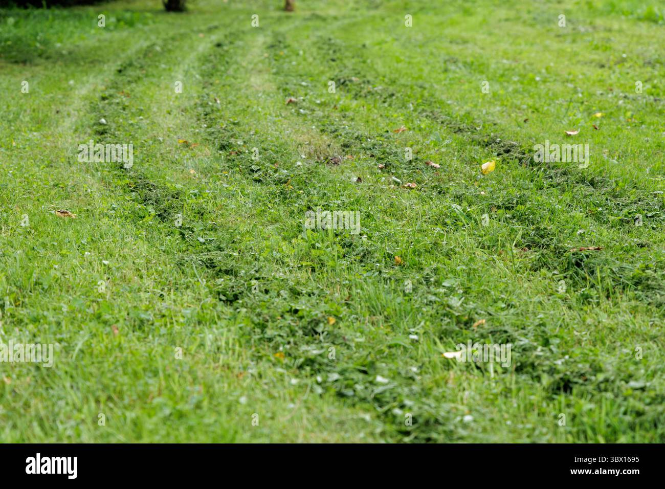 Gros plan de l'herbe verte avec des traces visibles d'une tonte récente, montrant des coupures éparpillées sur la surface. Banque D'Images