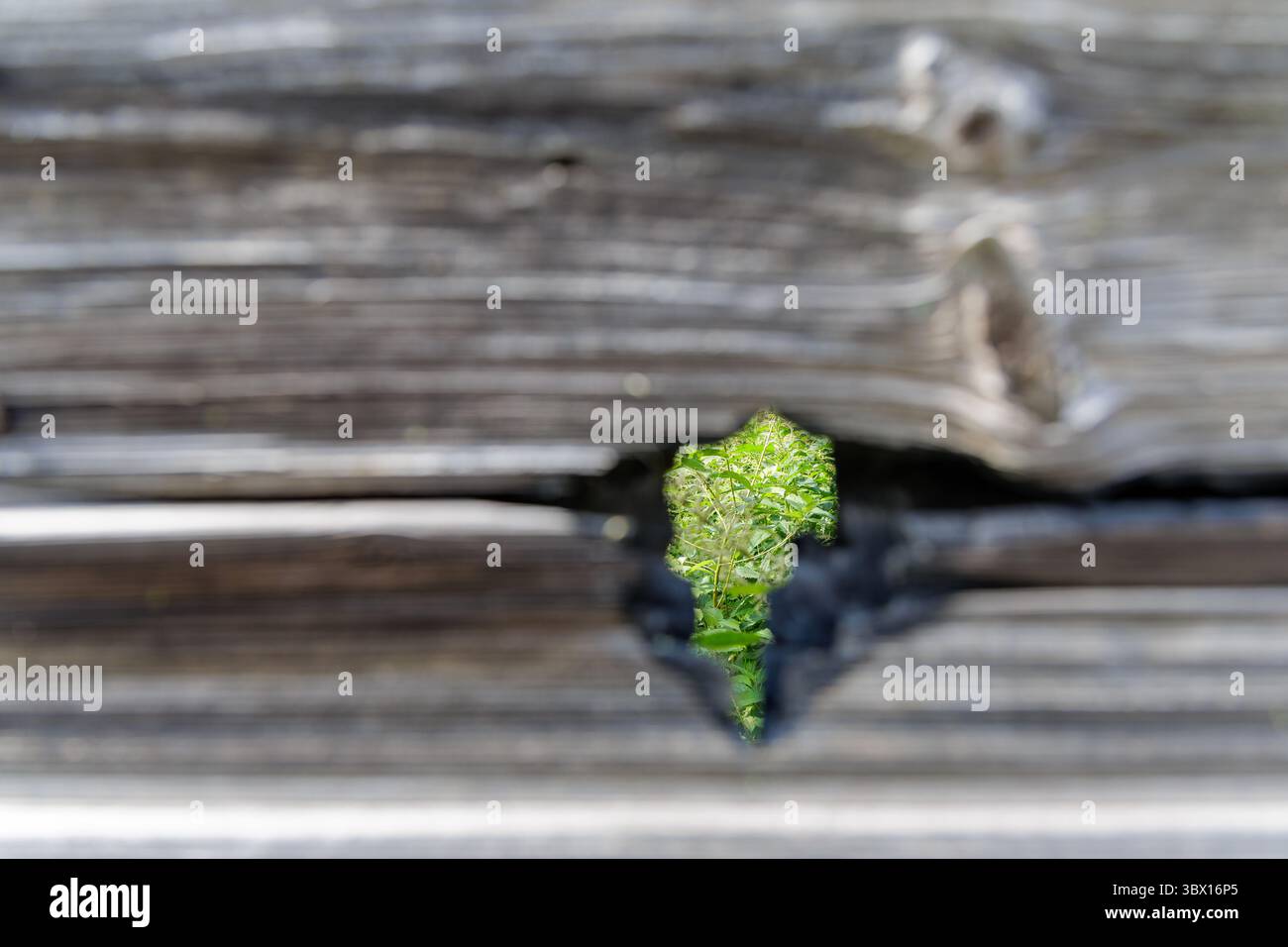 Une vue rapprochée de plantes vertes vibrantes poussant à travers un petit espace dans des planches de bois horizontales altérées. Banque D'Images