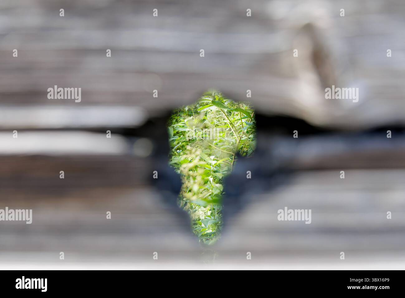 Une vue rapprochée de plantes vertes vibrantes poussant à travers un petit espace dans des planches de bois horizontales altérées. Banque D'Images