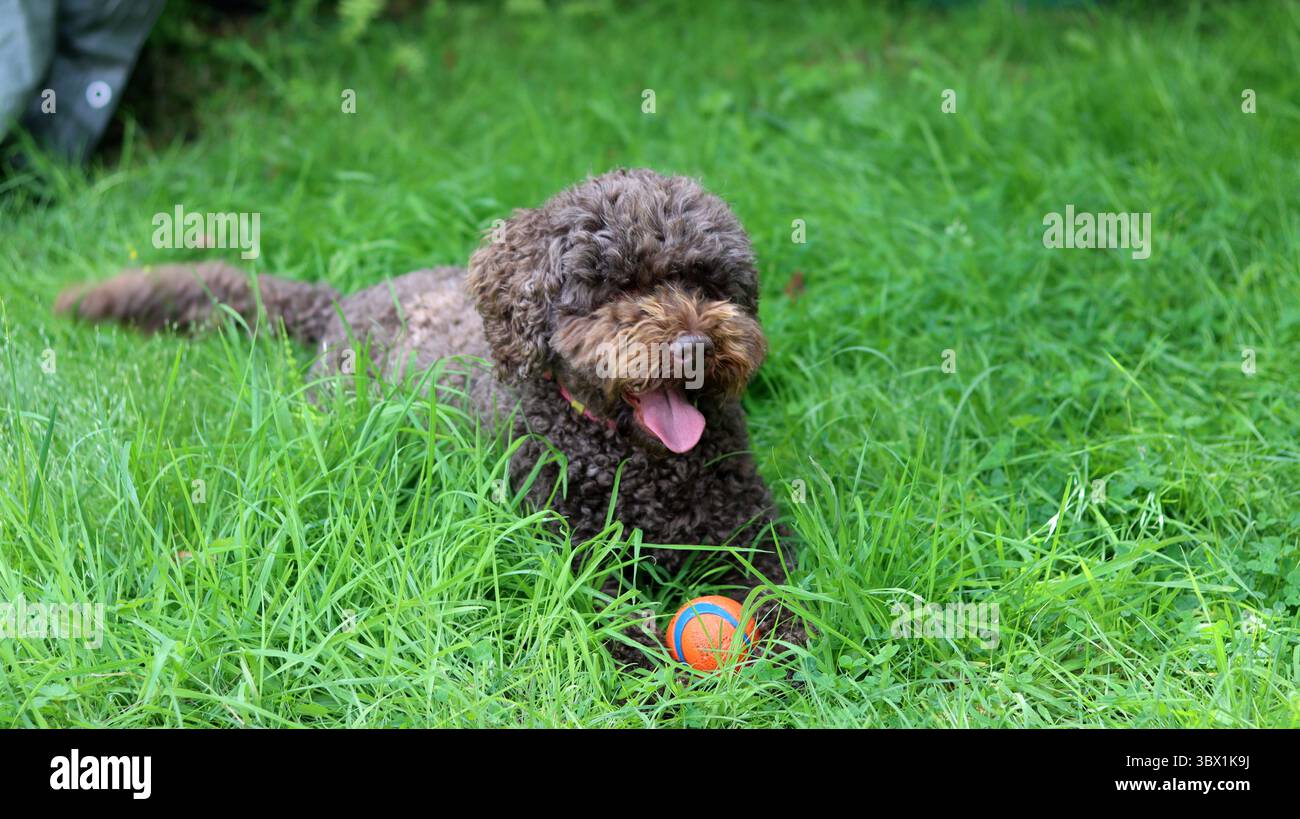 Mignon doodle australien jouant avec une balle sur l'herbe dans le jardin Banque D'Images