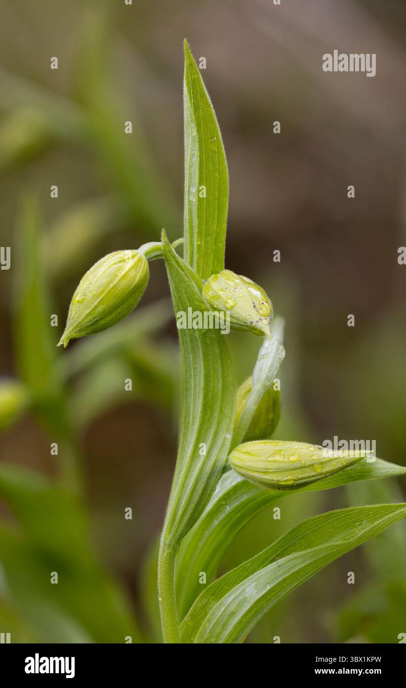 Bourgeons d'orchidée de pantoufle de jeune femme Banque D'Images