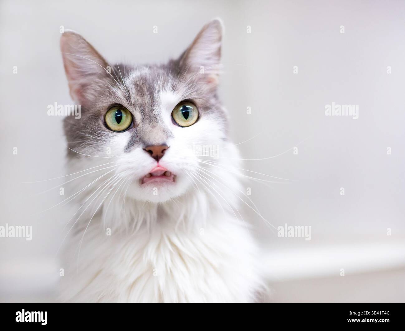 Un chat domestique aux yeux larges gris et blanc à poils moyens léchant ses lèvres Banque D'Images