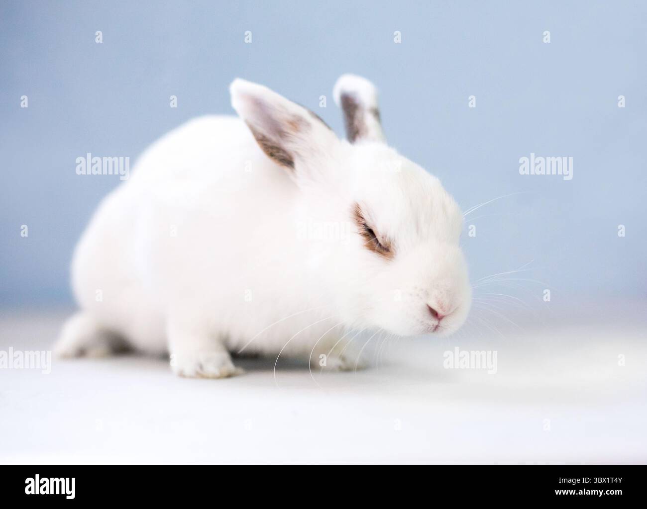 Un petit lapin blanc avec les yeux fermés Banque D'Images Un petit lapin blanc avec les yeux fermés Banque D'Images