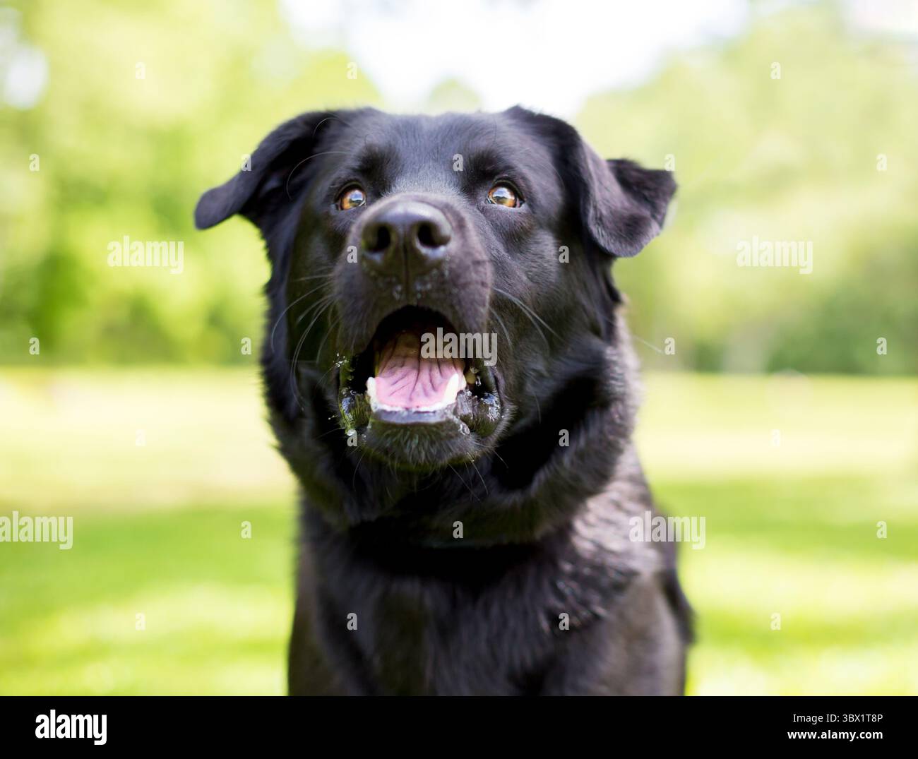 Un Labrador Retriever noir de race mixte avec sa bouche grande ouverte dans une expression surprise Banque D'Images
