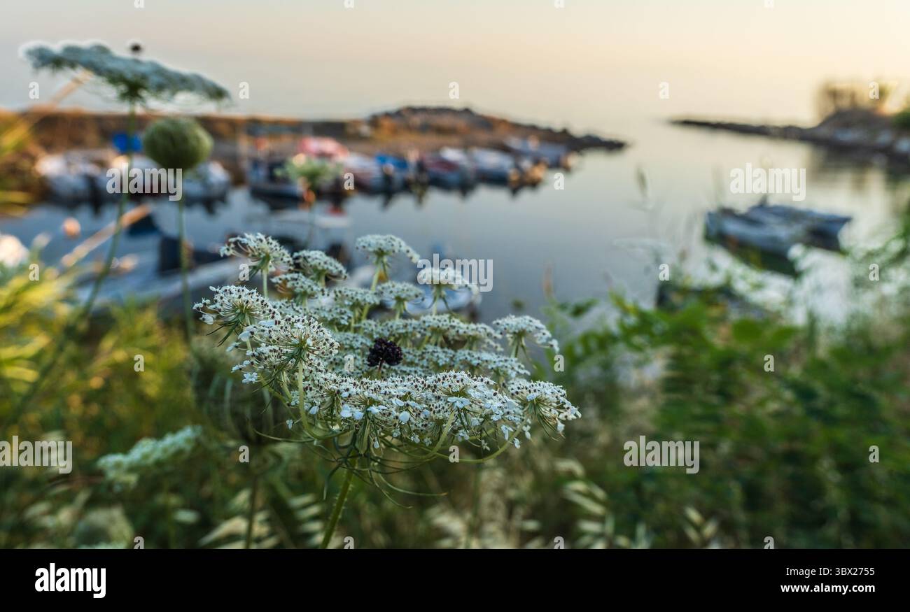 Gros plan d'une fleur avec un insecte dessus. La fleur est entourée d'herbe verte et se trouve en face d'un corps de mer Égée Banque D'Images